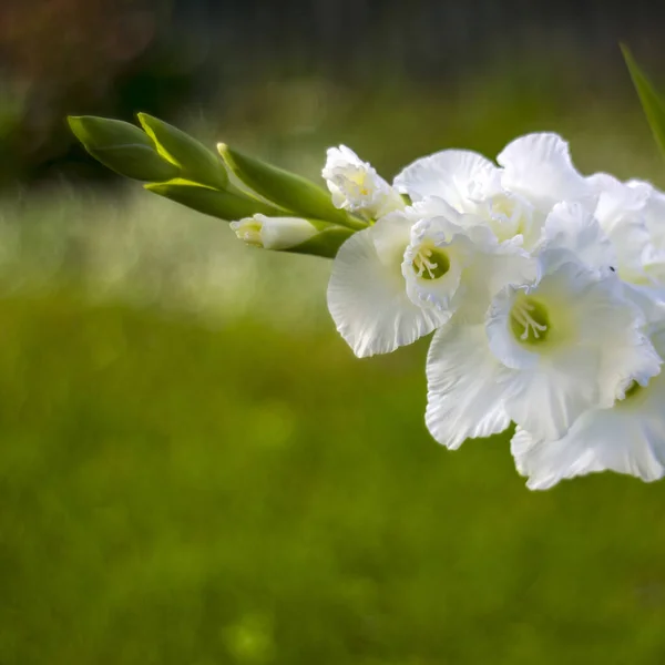 Bílý Gladiol Zahradě — Stock fotografie