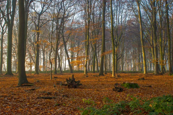 Las Jesienią Mglisty Poranek — Zdjęcie stockowe