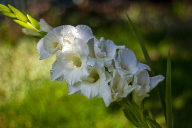 Bahçedeki beyaz gladiolus