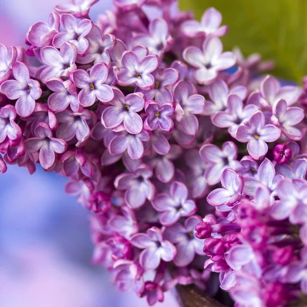 Blooming Lilac Flowers Macro Photo — Stock Photo, Image