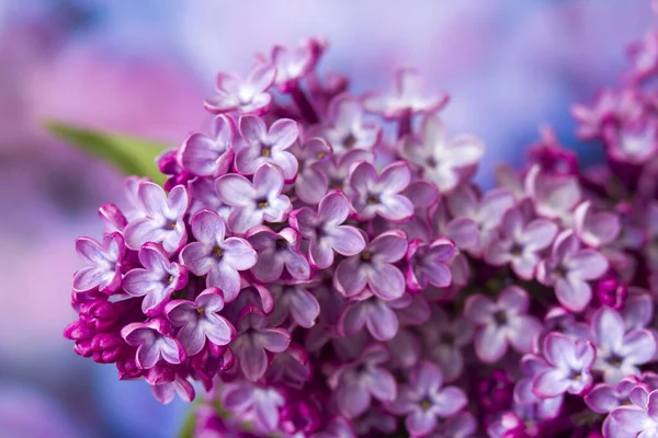Цветущие Сиреневые Цветы Макро Фото — стоковое фото