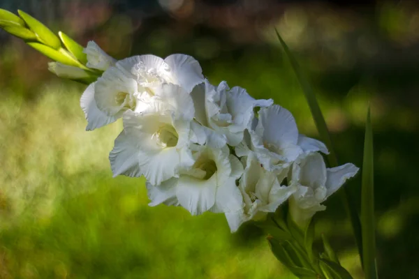 Bahçedeki Beyaz Gladiolus — Stok fotoğraf