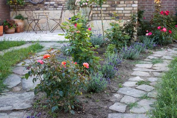 Parterre Fleurs Dans Jardin Roses Fleurs Lavande — Photo