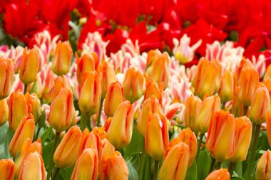 Keukenhof, Hollanda 'da laleler