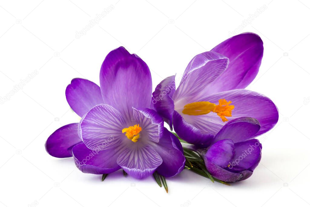 crocus - one of the first spring flowers on white background