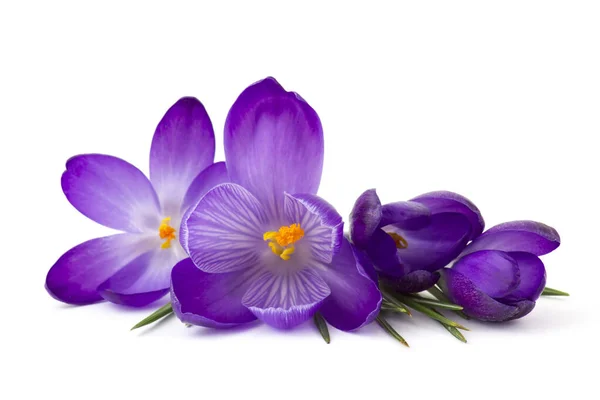 Crocus Een Van Eerste Lentebloemen Witte Achtergrond — Stockfoto