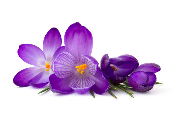 crocus - one of the first spring flowers on white background