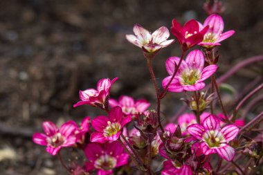 Sevimli minik pembe çiçekler. Yumuşak odaklı fotoğraf
