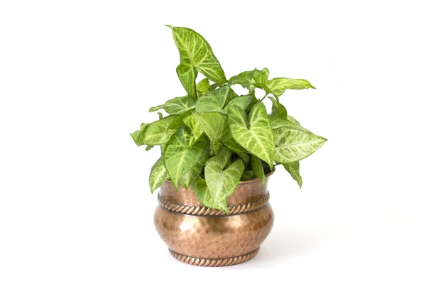 Planta Verde Pote Rústico Metal Fundo Branco — Fotografia de Stock