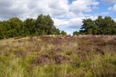 Hollanda 'daki Maasduinen Ulusal Parkı' nda Heathland