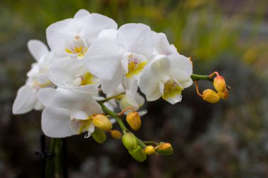 Yeşil üzerine güzel beyaz orkide - falaenopsis