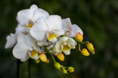 Yeşil üzerine güzel beyaz orkide - falaenopsis