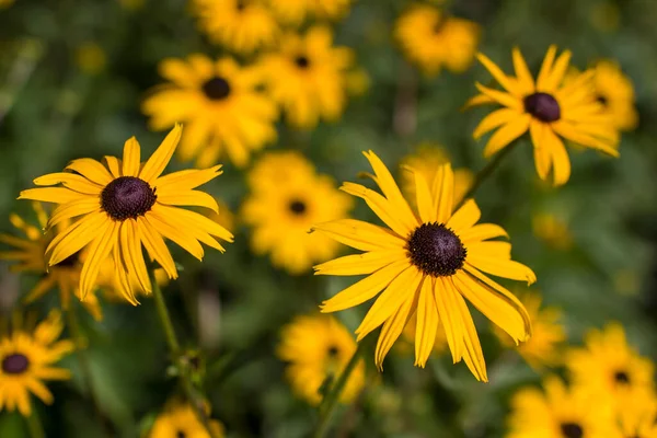 Rudbeckia fulgida ya da Goldsturm bahçede çiçekleniyor.