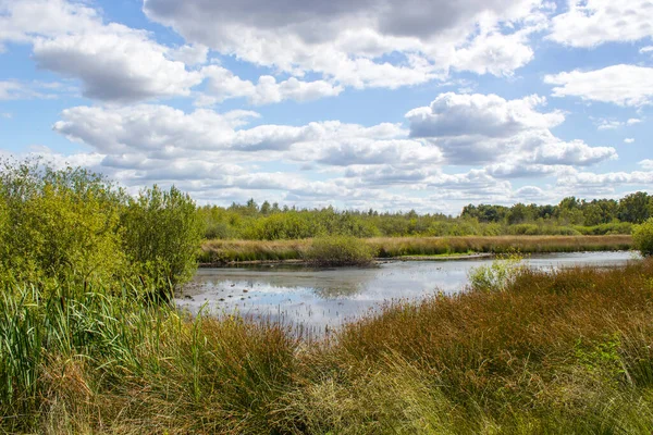 Hollanda 'daki Maasduinen Ulusal Parkı' nda manzara