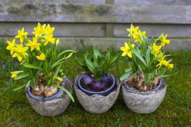 Nergis, Narcissus sözde aristsis ve kil kaplarda sümbül oryantalis - ilkbahar zamanı