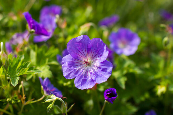 Гераниум великолепный, пурпурный журавль, является одним из видов растений рода Герань, семейство Гераниевые.