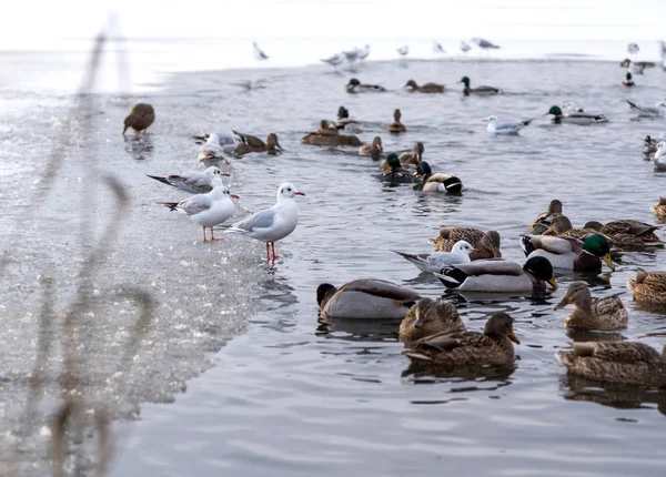 martı ve şehir Gölde ördekler