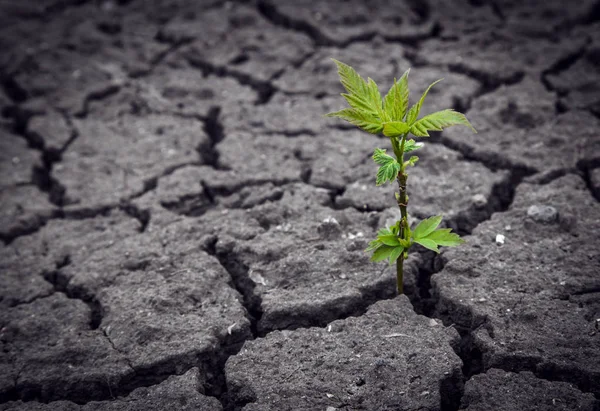 filiz kırık dünyayı kendine yol yapar. hayat zaferi