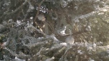 Serçeler köknar ormanda