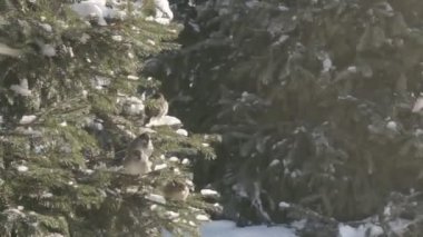Serçeler köknar ormanın içinde. Güneşli kış günü.