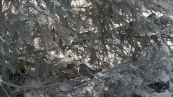 冷杉森林中的麻雀 — 图库视频影像