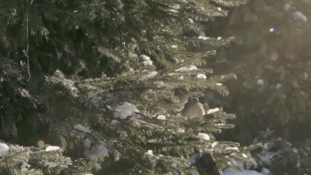 Pardais na floresta de abetos — Vídeo de Stock