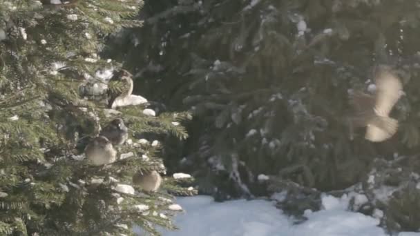 Vrabci v Jedlovém lese — Stock video