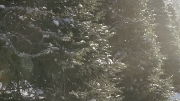 Sparvar i skogen fir — Stockvideo