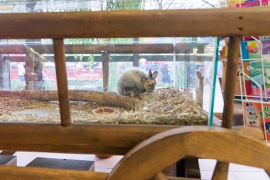 Kafeste sevimli komik bir tavşan.