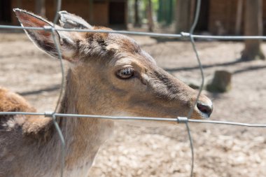 Hayvanat bahçesinde küçük bir geyik resmi. Esaret altında yaşam.