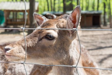 Hayvanat bahçesinde küçük bir geyik resmi. Esaret altında yaşam.