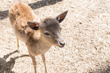 Hayvanat bahçesinde küçük bir geyik resmi. Esaret altında yaşam.