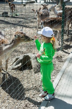 Bir çocuk, küçük bir kız, bir keçi bir demir kafes içinde hayvanat bahçesi ile beslenir. Doğa ile birlik.