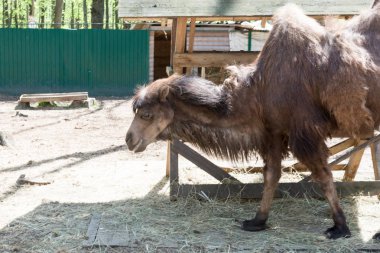 Yeme, Camelus bactrianus, Orta Asya bozkırlarında için büyük, hatta parmaklı ungulate yerli Bactrian deve. Bactrian deve sırtında tek seviştiği dromedary aksine iki humps vardır