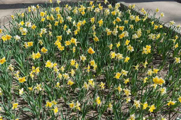 Bloem Bed Met Gele Narcissen Bloemen Bloeien Lente Lente Bloemen — Stockfoto