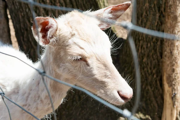 Horned Goat Close Fence Farm — Stock Photo, Image