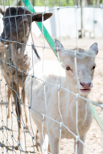 Horned Goat Close Fence Farm — Stock Photo, Image
