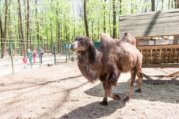 Бактрийские Верблюды Едят Camelus Bactrianus Большие Ровные Копытные Обитающие Степях — стоковое фото