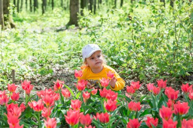 Bir çocuk, küçük bir kız bir bahar parkında güzel kokulu mercan lalelerini kokluyor..