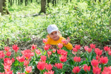 Bir çocuk, küçük bir kız bir bahar parkında güzel kokulu mercan lalelerini kokluyor..