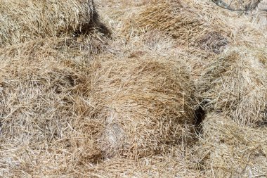 Bir yığın altın kokulu saman. Kışın evcil hayvanlar için hasat.