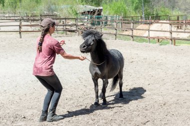 Ahırda midilli eğitiyor. At Biniciliği.