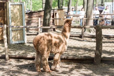 Alpaka, hayvanat bahçesine çit üzerinden ziyaretçileri ve lama bakar. Esaret hayatı.