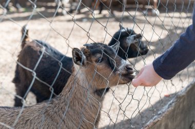 Genç keçiler bir çiftliğin çitlerinin arkasında yakın plan çekiyorlar..