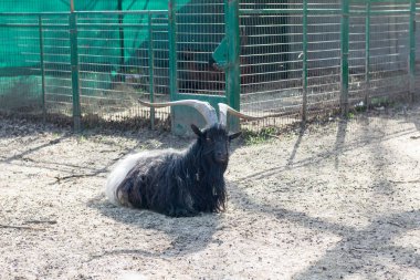 Kocaman boynuzları olan tüylü kara dağ keçisi..