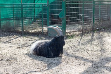 Kocaman boynuzları olan tüylü kara dağ keçisi..