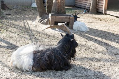 Kocaman boynuzları olan tüylü kara dağ keçisi..