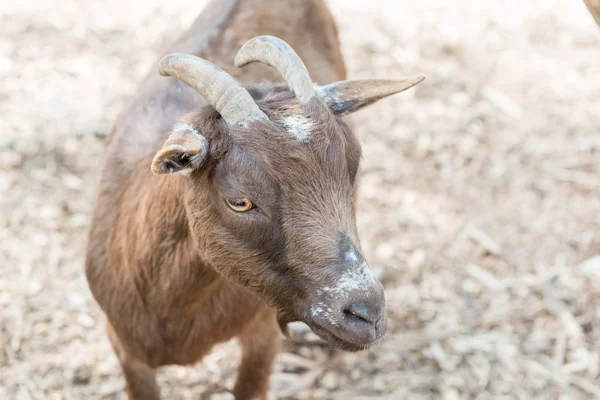 Horned Goat Close Fence Farm — Stock Photo, Image