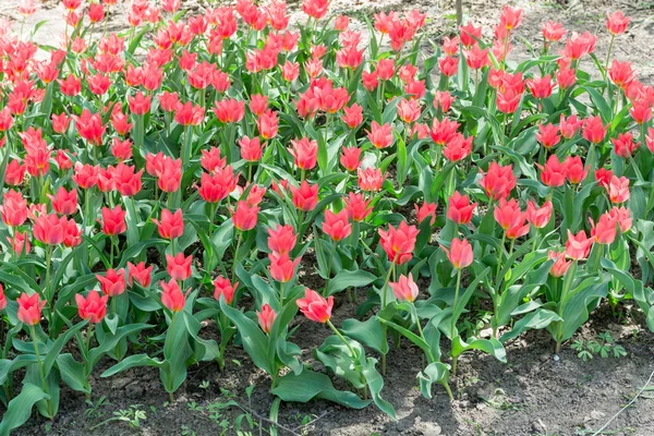 Поле Квітучими Червоними Білій Смузі Тюльпанів Крупним Планом — стокове фото