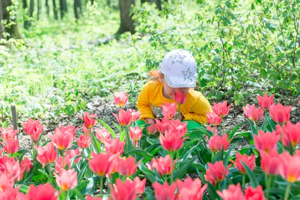 Bir çocuk, küçük bir kız bir bahar parkında güzel kokulu mercan lalelerini kokluyor..